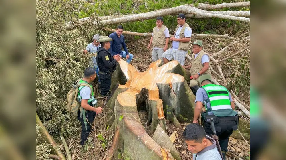 Denuncian deforestación de bosques en la Cordillera Escalera