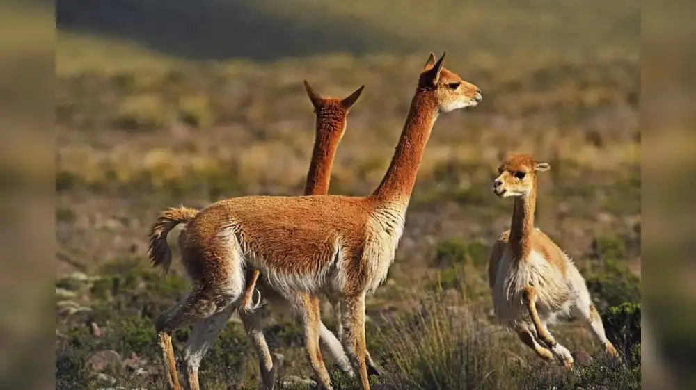 Inventario confirma enorme riqueza natural del Perú