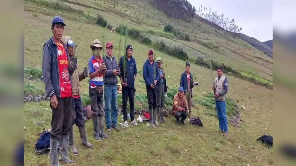 La Libertad plantará mil pinos para evitar deslizamientos
