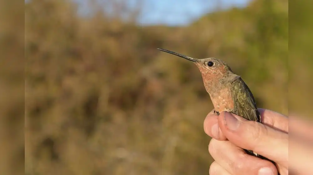 Colibrí gigante realiza migración extrema en los Antes de Perú