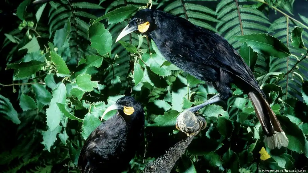 Pagan más de 28.000 dólares por pluma de un ave extinta