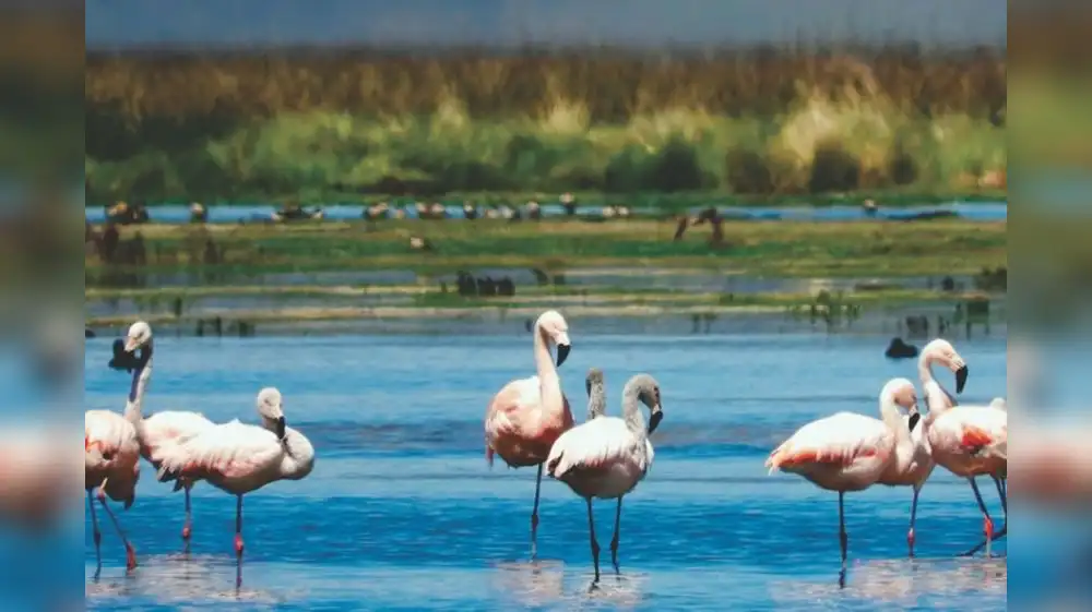 Ley protegerá los humedales del Perú