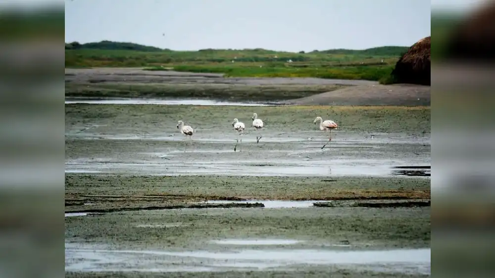 Declaran a humedales de Uripe como área de conservación ambiental