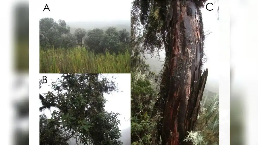 Nueva especie de árbol es descubierta en Junín