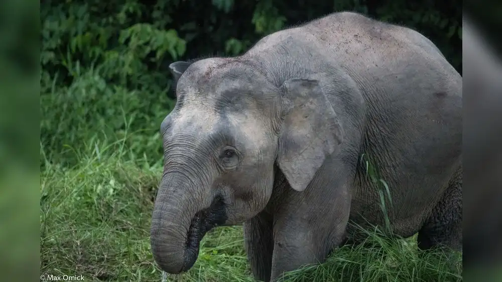 Elefante de Borneo se encuentra al borde de la extinción