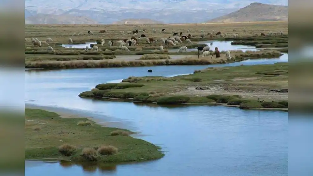 Proyecto busca conservación de Bofedales de Lago Junín