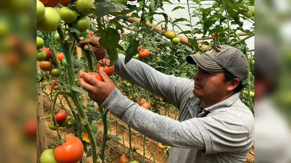 Tomate peruano será objeto de estudios científicos