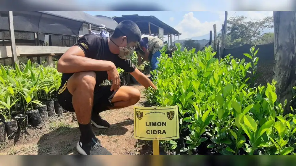 Vivero forestal del Ejército producirá 10,000 plantones al año