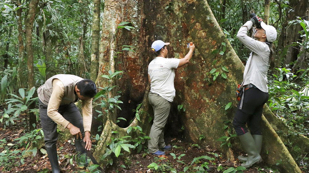 Gobierno otorgará S/ 26 millones para conservación de bosques