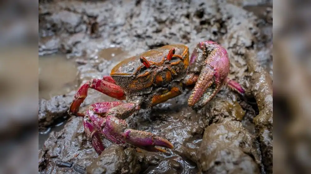 Tumbes inicia segunda veda del Cangrejo Rojo del manglar