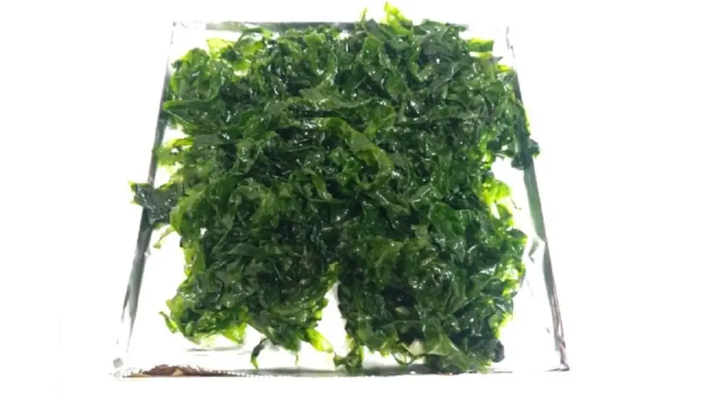 Investigadores peruanos desarrollan bioplástico con algas verdes