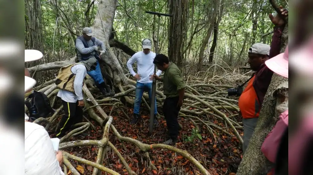 Expertos del mundo llegaron a Tumbes por restauración de manglares
