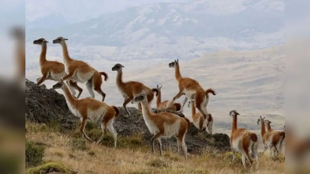 Arequipa impulsa plan para asegurar conservación del guanaco