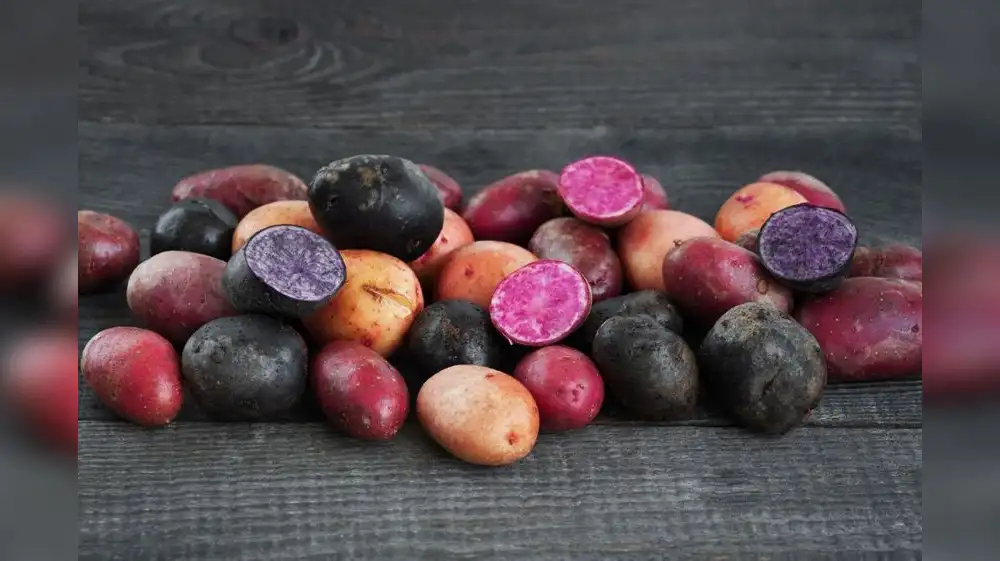 Investigadores peruanos desarrollan bioplástico con papas nativas