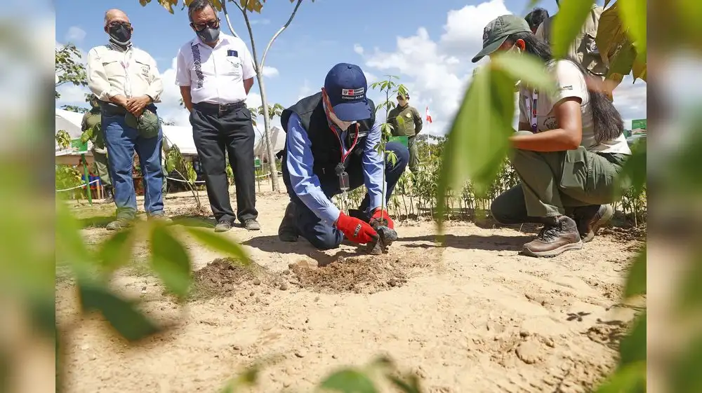Perú ejecutará 14 proyectos de reforestación a nivel nacional