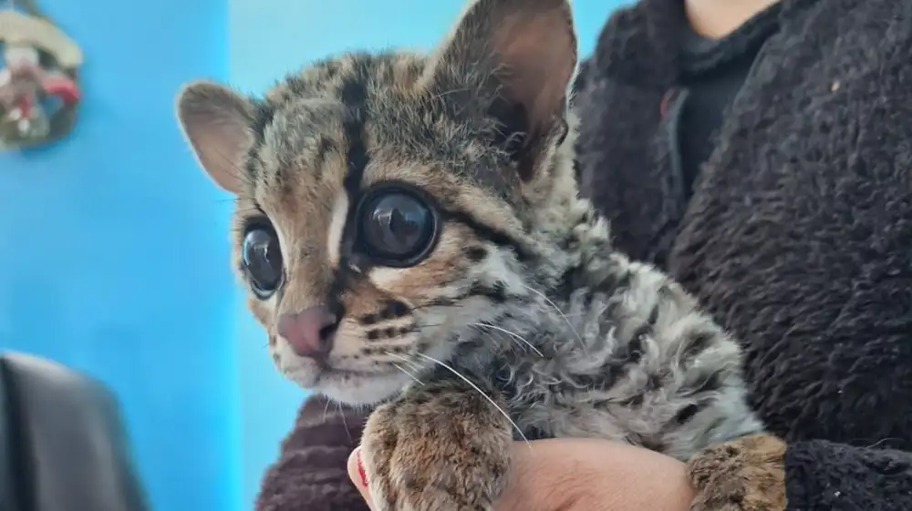 Rescatan margay bebé que era amenazado por perros callejeros