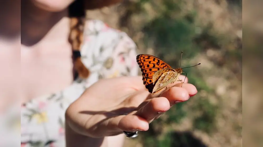 Imponen millonaria multa a contrabandistas de insectos