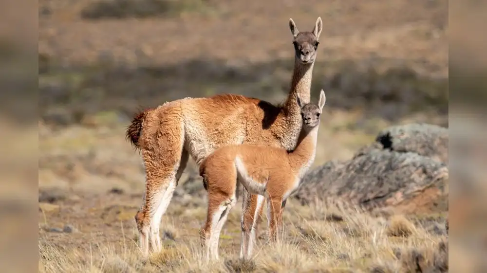 Aumenta número de guanacos en la Reserva Nacional de Calipuy