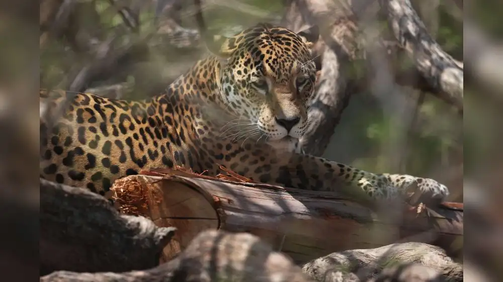 Fauna silvestre del mundo se redujo en un 70%