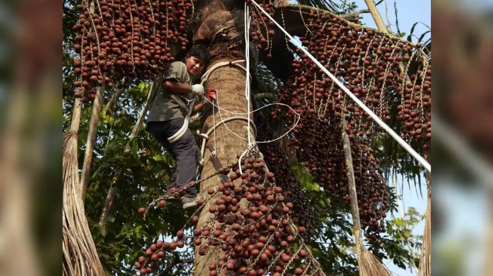 Iquitos será sede del Mes del Emprendimiento Indígena 2024