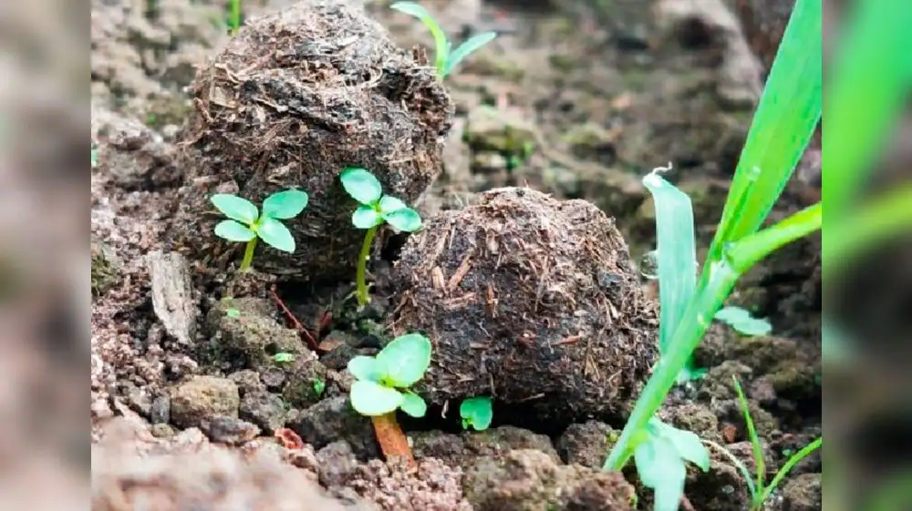 Ucayali: Esferas reforestarán áreas degradadas por incendios forestales