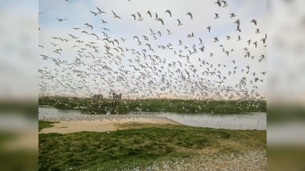 Gaviotas de Franklin arribaron al Perú en tradicional migración