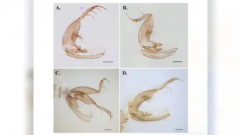 Descubren nueva especie de insecto en la selva de Cusco