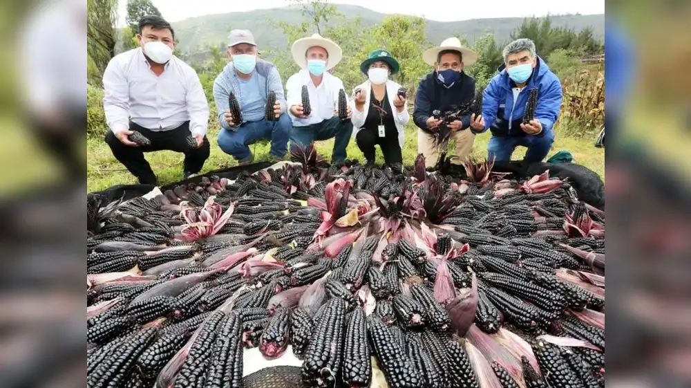 Cajamarca será elegida como la capital del maíz morado del Perú