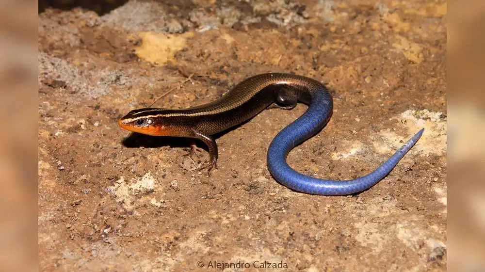 Elizones del Caribe: La especie que Estados Unidos intenta salvar