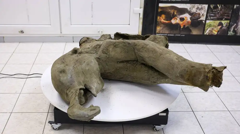 Rusia: Hallan fósil de mamut de más de 50 mil años