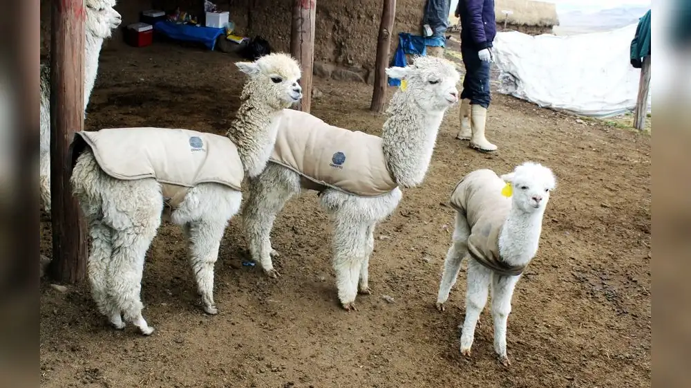 Entregan chalecos térmicos para salvar a alpacas bebés del Cusco