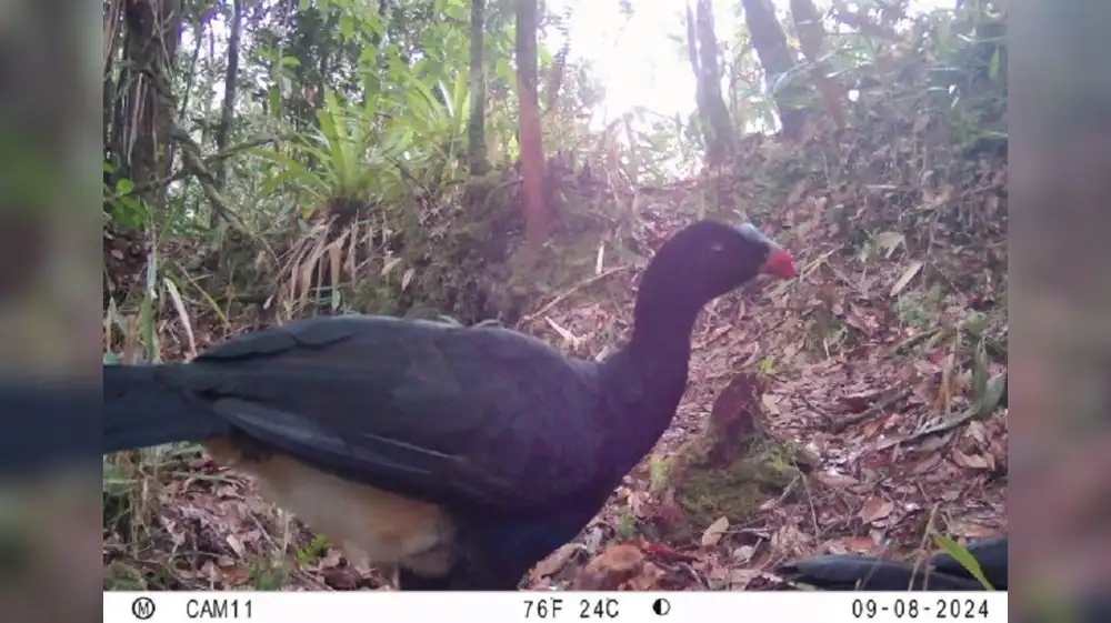 Registran por primera vez a ave paujil en Reserva Comunal El Sira