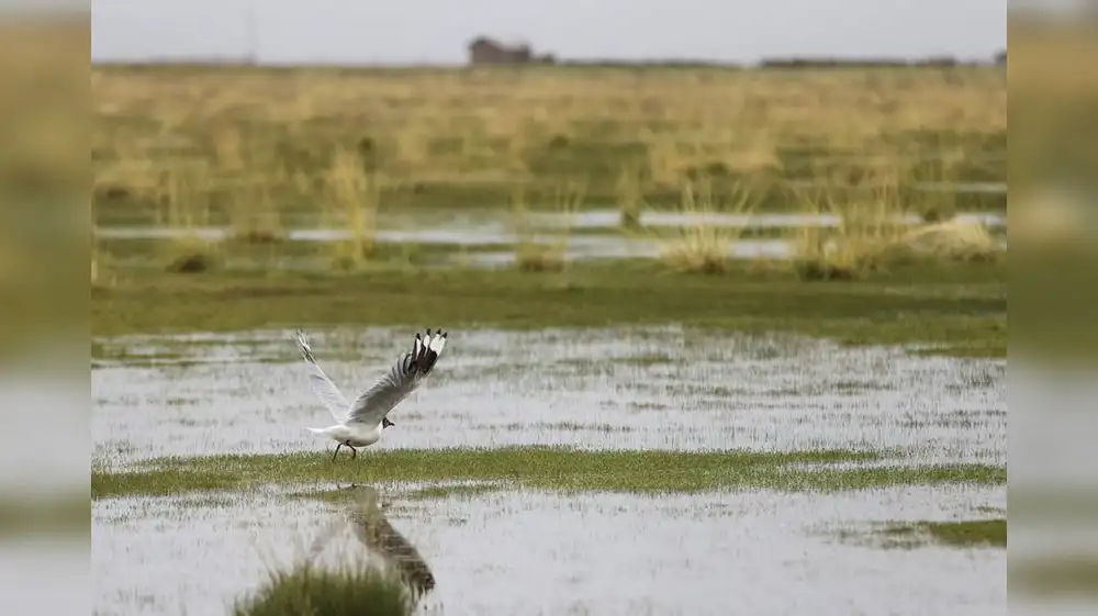 Aves retornan al Delta Upamayo tras remediación ambiental