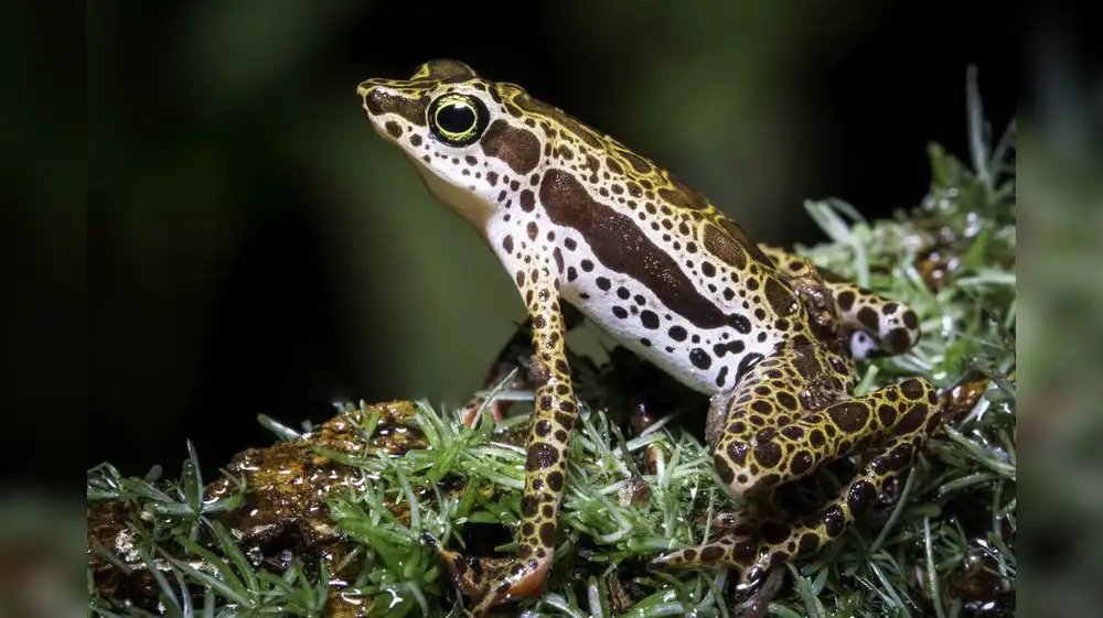 Perú: Descubren dos nuevas especies de ranas arlequines en la Amazonía