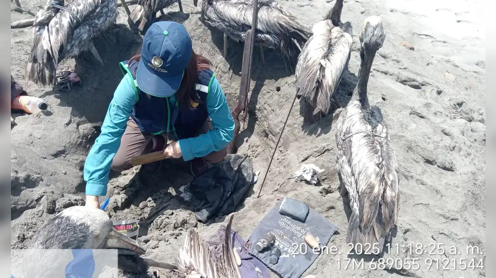 Denuncian caza ilegal de pelícanos en La Libertad