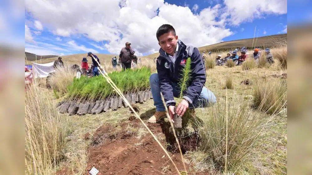Implementarán plantaciones forestales en cinco regiones del país