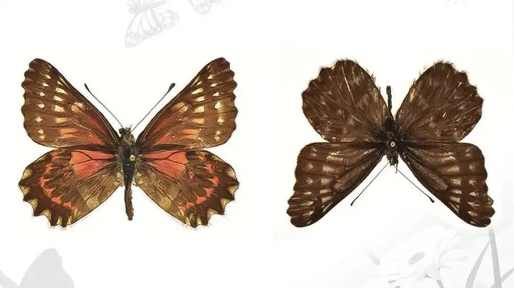 Nuevo género de mariposa es hallado en Los Andes