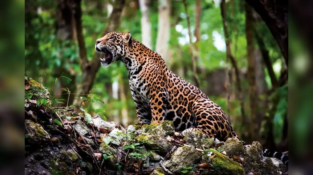 Junín protegerá área de conservación  "Otorongo - Pampa Lazo"