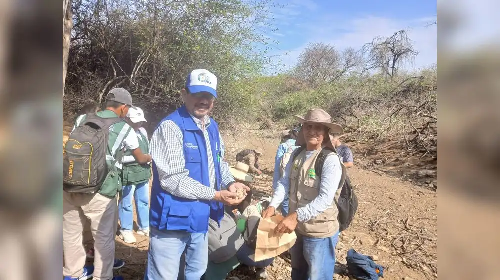 Donan 253,000 semillas para reforestar bosques de Sullana y Piura