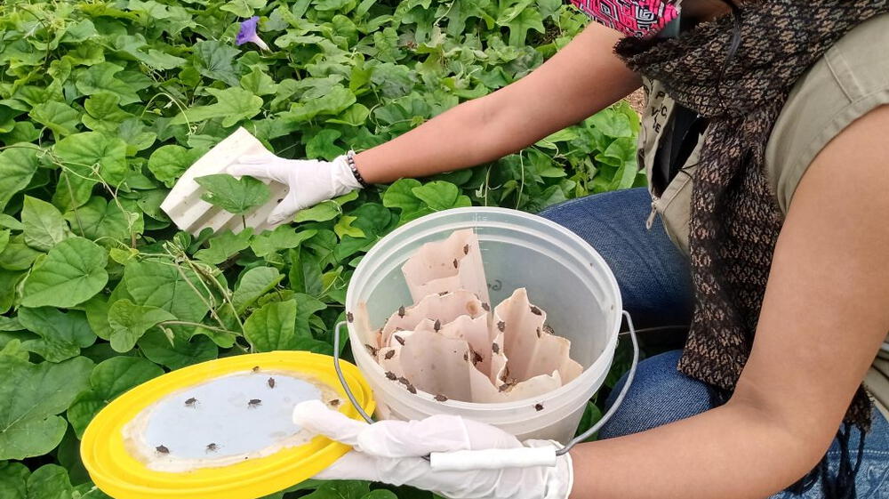 Hallan 191 especies de insectos en parques de Miraflores