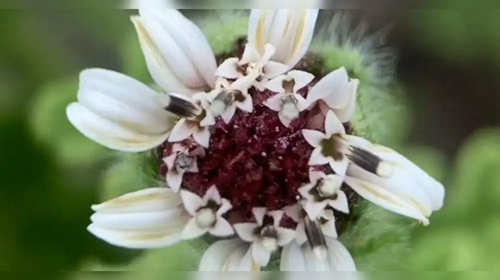 Ecuador: Hallan rara planta de las Galápagos tras décadas de búsqueda