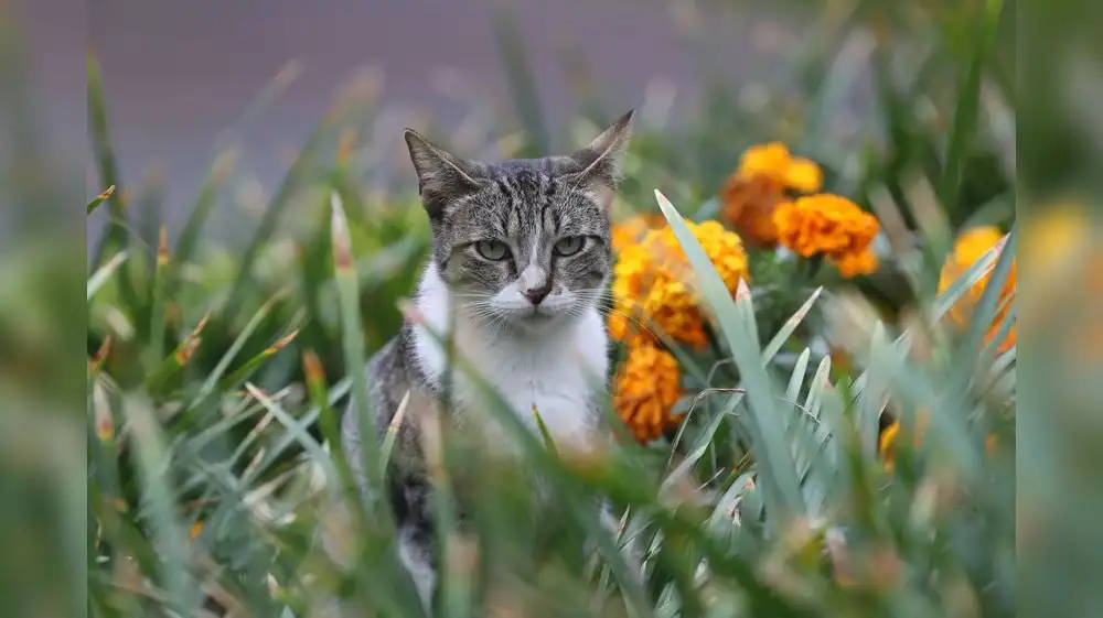 El mundo celebra el Día Internacional del Gato
