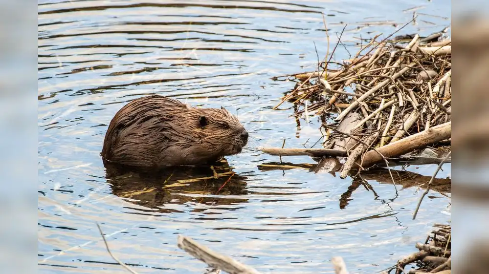 República Checa ahorra 1,2 millones de euros gracias a los castores