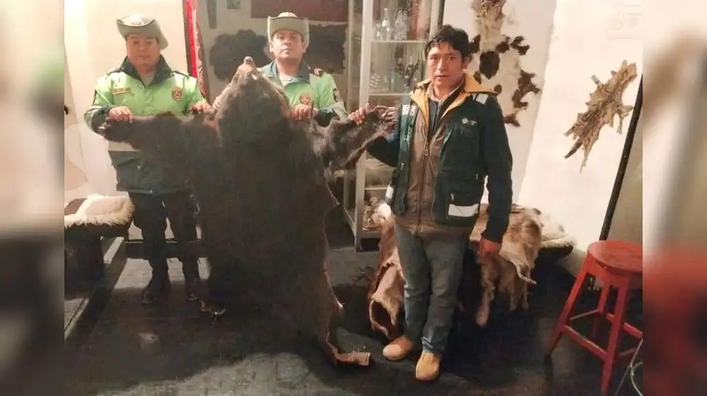 Intervienen local por exhibir 14 pieles de animales silvestres