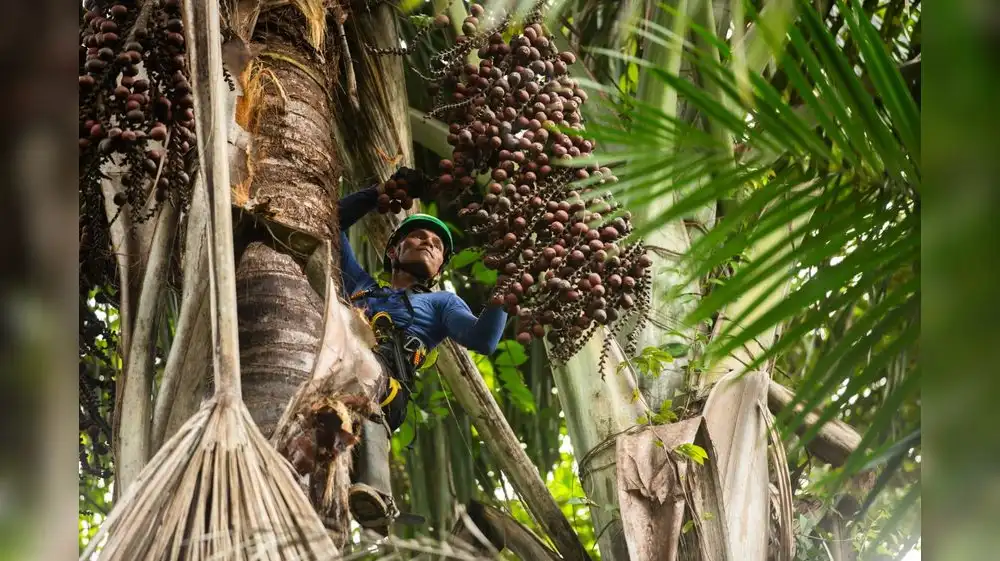 Amazonía: Bionegocios impulsan conservación y desarrollo sostenible