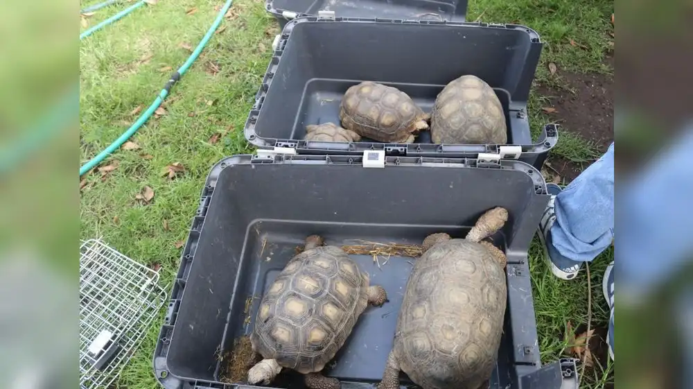 Arequipa: Recuperan tortugas que vivían en condiciones deplorables