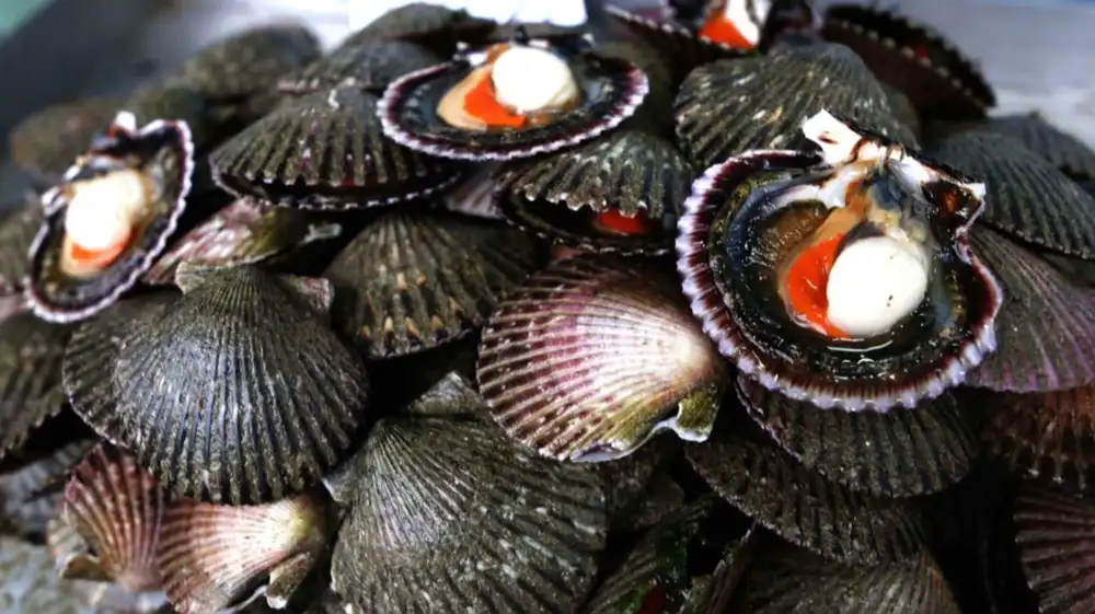 Tecnología a base de conchas de abanico reduce contaminación