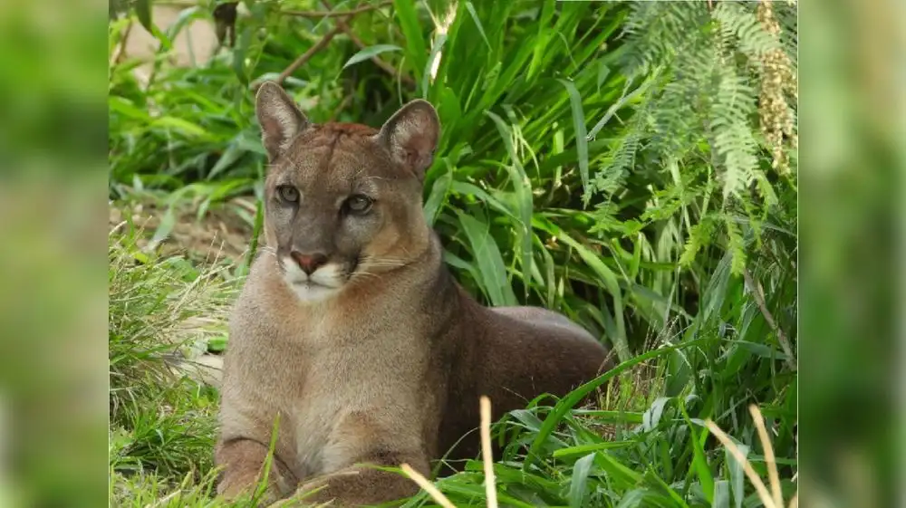 Minera implementará refugio para animales silvestres