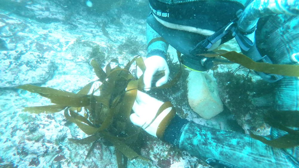 Científicos peruanos siembran algas en mar de Pucusana