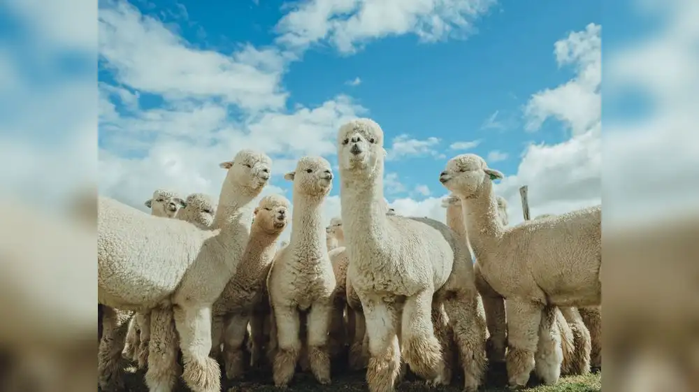 Universidad impulsa mejora genética de las alpacas